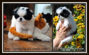 Японский хин - ангел хранитель.Доставка по Украине