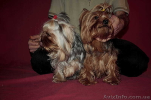 *йоркширский терьер*.