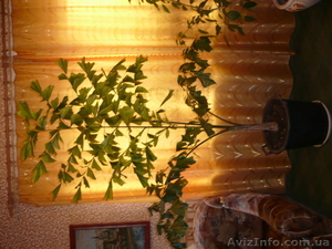 Пальма кариота продам - <ro>Изображение</ro><ru>Изображение</ru> #1, <ru>Объявление</ru> #459257