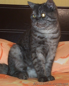 Британский кот на вязку - <ro>Изображение</ro><ru>Изображение</ru> #1, <ru>Объявление</ru> #494871
