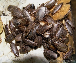 Мраморный таракан (Nauphoeta cinerea) - <ro>Изображение</ro><ru>Изображение</ru> #1, <ru>Объявление</ru> #503560