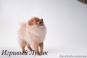 Щенки померанского шпица ....