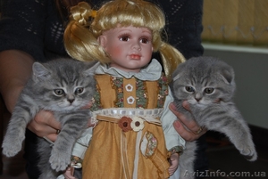 Вислоухие котята - <ro>Изображение</ro><ru>Изображение</ru> #1, <ru>Объявление</ru> #559100