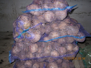 продам картофель и свеклу - <ro>Изображение</ro><ru>Изображение</ru> #3, <ru>Объявление</ru> #538381