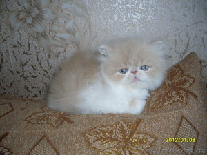 Персидский котенок экстремального типа - <ro>Изображение</ro><ru>Изображение</ru> #2, <ru>Объявление</ru> #550162