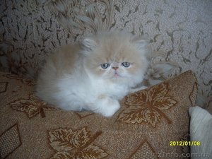Персидский котенок экстремального типа - <ro>Изображение</ro><ru>Изображение</ru> #1, <ru>Объявление</ru> #550162