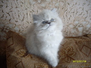 Персидский котенок классического типа - <ro>Изображение</ro><ru>Изображение</ru> #3, <ru>Объявление</ru> #550167