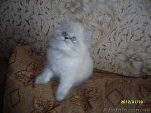 Персидский котенок классического типа - <ro>Изображение</ro><ru>Изображение</ru> #2, <ru>Объявление</ru> #550167