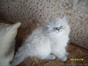 Персидский котенок классического типа - <ro>Изображение</ro><ru>Изображение</ru> #1, <ru>Объявление</ru> #550167