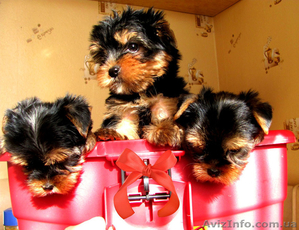 Йоркширский терьер щенки мальчишки и девочки.