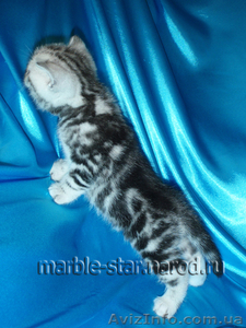 Шотландский мраморный котенок! - <ro>Изображение</ro><ru>Изображение</ru> #1, <ru>Объявление</ru> #599467