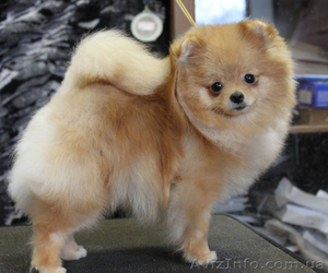 Померанский шпиц !!!!