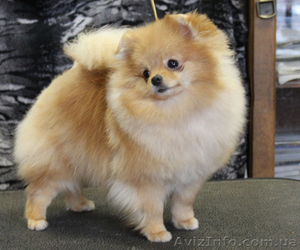 Продается мальчик. померанского шпица. Документы КСУ