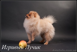 Померанец - самый маленький из шпицев, 