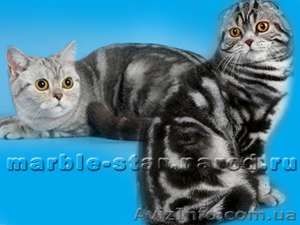 Шотландские мраморные котята! - <ro>Изображение</ro><ru>Изображение</ru> #1, <ru>Объявление</ru> #590334