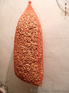 Семена арахиса посевного "Валенсия" - <ro>Изображение</ro><ru>Изображение</ru> #1, <ru>Объявление</ru> #551584