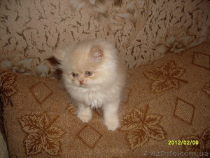  Персидские котята отличного породного типа - <ro>Изображение</ro><ru>Изображение</ru> #1, <ru>Объявление</ru> #581098
