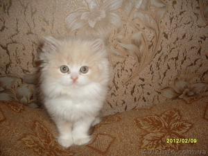  Персидские котята отличного породного типа - <ro>Изображение</ro><ru>Изображение</ru> #2, <ru>Объявление</ru> #581098