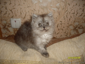  Персидские котята отличного породного типа - <ro>Изображение</ro><ru>Изображение</ru> #3, <ru>Объявление</ru> #581098
