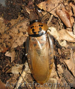 Шеститочечный таракан (Eublaberus distanti) - <ro>Изображение</ro><ru>Изображение</ru> #1, <ru>Объявление</ru> #595558