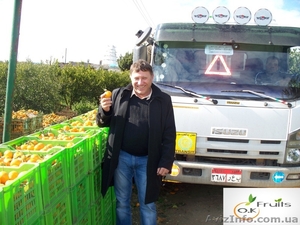 АПЕЛЬСИНЫ  из Египта