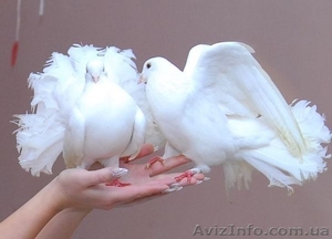 заказ голубей на свадьбу, свадебные голуби , аренда голубей, прокат  - <ro>Изображение</ro><ru>Изображение</ru> #1, <ru>Объявление</ru> #633983