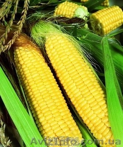 Продам кукурузу сладкую - <ro>Изображение</ro><ru>Изображение</ru> #1, <ru>Объявление</ru> #605646