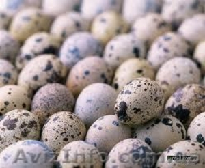 ищу оптовых покупателей перепелиных яиц в Днепропетровске - <ro>Изображение</ro><ru>Изображение</ru> #1, <ru>Объявление</ru> #635401
