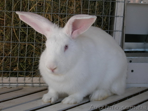 Кролики белый паннон - <ro>Изображение</ro><ru>Изображение</ru> #1, <ru>Объявление</ru> #630769