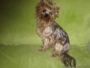 вечные малыши в вашем доме -йорки