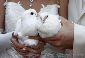 Свадебные белые голуби - <ro>Изображение</ro><ru>Изображение</ru> #1, <ru>Объявление</ru> #657093