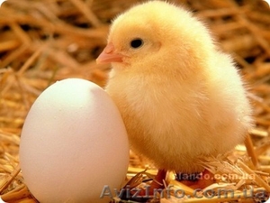 Птицефабрика в продажу или аренду