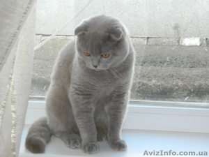шотландский кот приглашает на вязку - <ro>Изображение</ro><ru>Изображение</ru> #3, <ru>Объявление</ru> #680182