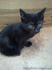Отдам чёрного полупушистого котёнка, мальчик 3 мес. - <ro>Изображение</ro><ru>Изображение</ru> #2, <ru>Объявление</ru> #717953