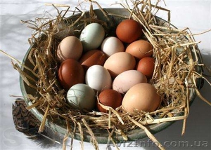 Экологические куриные яйца - <ro>Изображение</ro><ru>Изображение</ru> #1, <ru>Объявление</ru> #731362