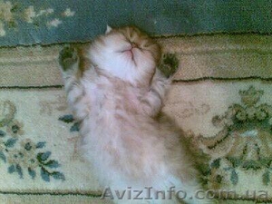  Продам персидского котенка редкого окраса - <ro>Изображение</ro><ru>Изображение</ru> #4, <ru>Объявление</ru> #749454