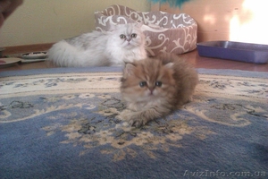  Продам персидского котенка редкого окраса - <ro>Изображение</ro><ru>Изображение</ru> #3, <ru>Объявление</ru> #749454