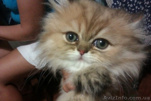  Продам персидского котенка редкого окраса - <ro>Изображение</ro><ru>Изображение</ru> #1, <ru>Объявление</ru> #749454