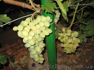 Продам саженцы и лозу раннего винограда - <ro>Изображение</ro><ru>Изображение</ru> #1, <ru>Объявление</ru> #778722