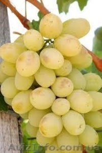 Продам саженцы и лозу раннего винограда - <ro>Изображение</ro><ru>Изображение</ru> #3, <ru>Объявление</ru> #778722