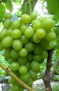 Продам саженцы и лозу раннего винограда - <ro>Изображение</ro><ru>Изображение</ru> #4, <ru>Объявление</ru> #778722