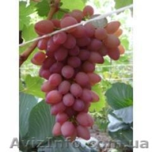 Продам саженцы и лозу раннего винограда - <ro>Изображение</ro><ru>Изображение</ru> #2, <ru>Объявление</ru> #778722