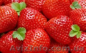 Свежие ягоды и фрукты круглый год - <ro>Изображение</ro><ru>Изображение</ru> #6, <ru>Объявление</ru> #812255