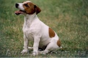 Продам собаку породы джек рассел - <ro>Изображение</ro><ru>Изображение</ru> #1, <ru>Объявление</ru> #840330