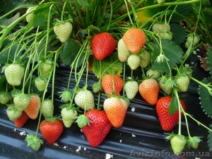 продам саженцы клубники frigo, малины, ежевики из Европы.