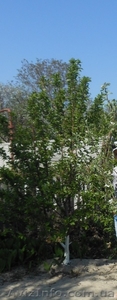 Плодовые деревья 2,5-3,5м с комом - <ro>Изображение</ro><ru>Изображение</ru> #2, <ru>Объявление</ru> #857084