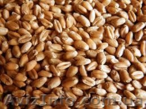 Продам семена пшеницы яровой и ярового ячменя - <ro>Изображение</ro><ru>Изображение</ru> #1, <ru>Объявление</ru> #871248