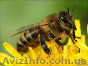 Пчелосемьи, пчелопакеты и чищенную пергу - <ro>Изображение</ro><ru>Изображение</ru> #1, <ru>Объявление</ru> #854149