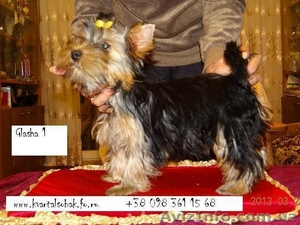  Щенок  йоркширского терьера цена  ,  лучшая сука  в наличии  ,  готовы обсудить  