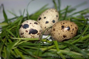 перепелиные инкубационные яйца - <ro>Изображение</ro><ru>Изображение</ru> #1, <ru>Объявление</ru> #904717